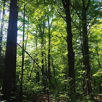 Tree to Table: Forest Walk with Joe Watson | September 27, 2025